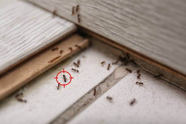 Best Mosquito Control Services  in Bellville, OH