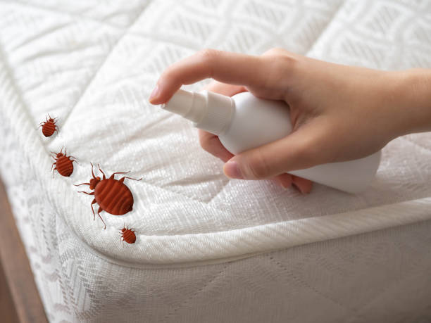 Best Wasp Removal Services  in Bellville, OH